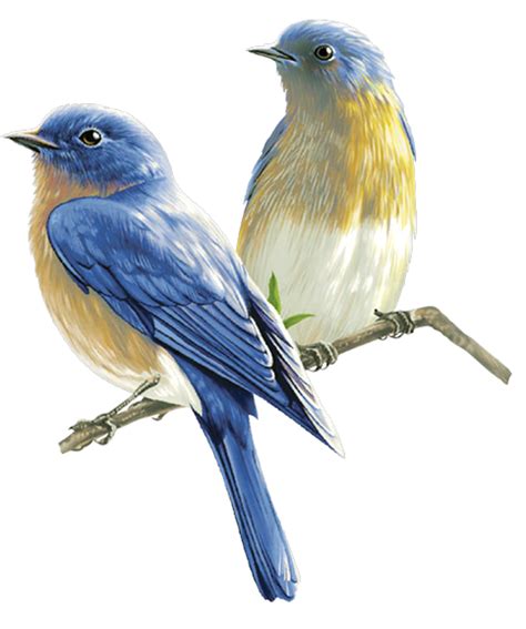 عکس Png پرنده دوتا پرنده با پرهای آبی روی شاخه Png Bird Logo