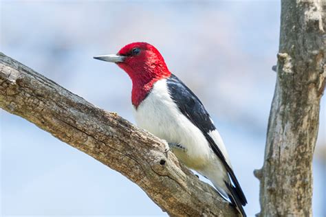 Red Headed Woodpecker Bird Identification Habits Facts Nesting