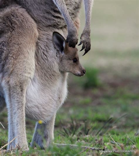 Australian Native Animals Lifegames Photo Gallery