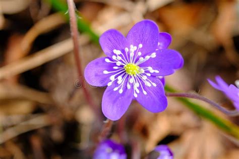 Hepatica Is An Early Spring Flower With Multiple Blue And Purple