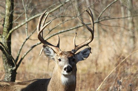 Friday Funny The Deer Hunters Debate Panhandle Agriculture