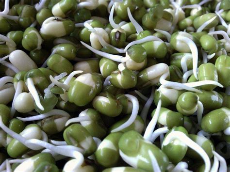 How To Grow Bean Sprouts Grow Healthy Vegetables In A Jar