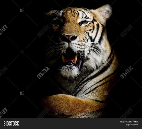 Tiger Portrait Bengal Image And Photo Free Trial Bigstock