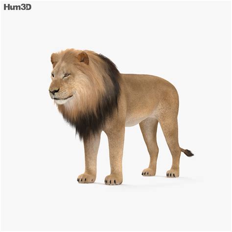 Aside from just 3d animals, google also has a bunch of other cool ar objects for you to check out. Lion HD 3D model - Animals on Hum3D