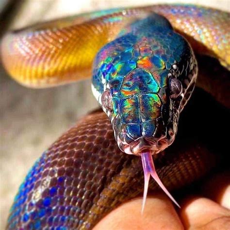 The Serpent And The Rainbow White Lipped Python Rainbow Snakes Hd Phone