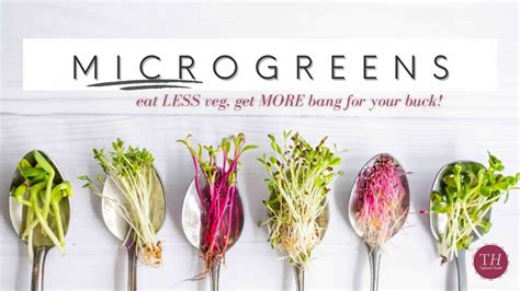 Health Benefits Of Microgreens What They Are And How To Use Them Youtube