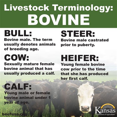 Not All Bovine Are Cows Confused Don T Be Let Us Help You Understand The Difference Between A