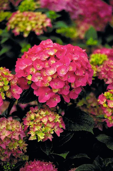 Mophead hydrangeas are the most recognizable and popular hydrangea due to their large puffy flower heads. When and How to Prune Hydrangeas - Sloat Garden Center