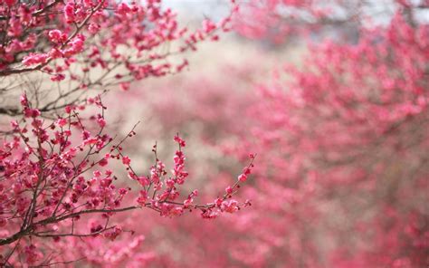 Pink Wallpaper for Desktop ·① WallpaperTag