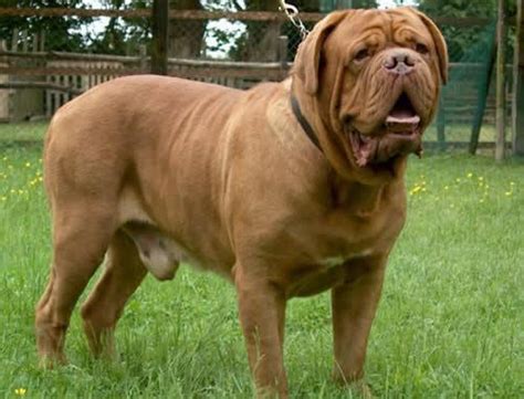That number is the number of people who carry that surname in france. Dog Breeds That Start With 'D'