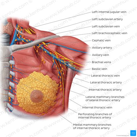 Female Breast Anatomy Blood Supply And Mammary Glands Kenhub