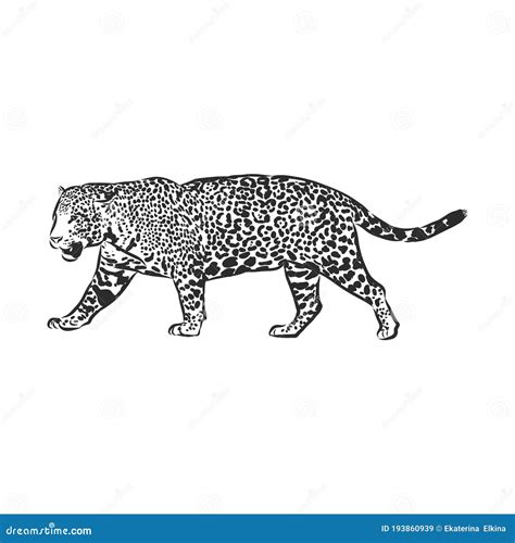 Jaguar Hand Drawn Sketch Illustration Isolated On White Background