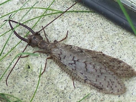 Male Dobsonfly Whats That Bug
