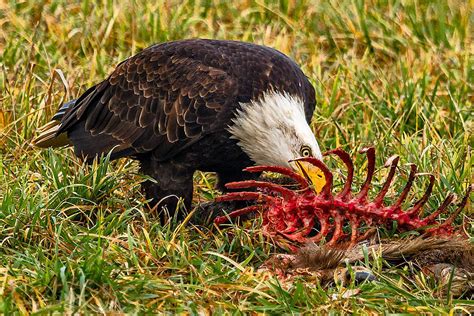 If you find yourself in such a situation, then today's topic on how to get rid of seagulls are regarded as pest birds due to the noise they make, as well as the damage to property and infrastructure that they cause. Carrion Definition - What Wild Birds Eat