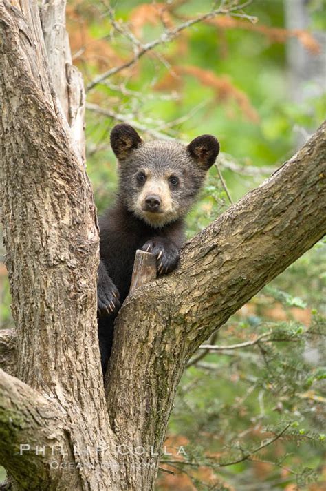 Black Bear Cub In A Tree Ursus Americanus Orr Minnesota 18891