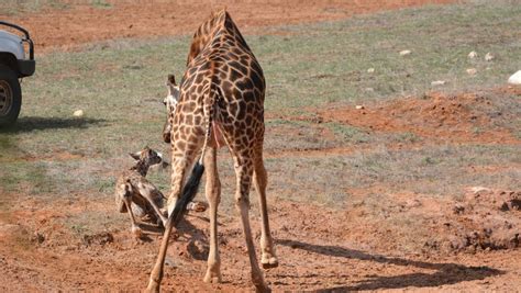 Baby Giraffe Born At Monarto Zoo The Northern Daily Leader Tamworth