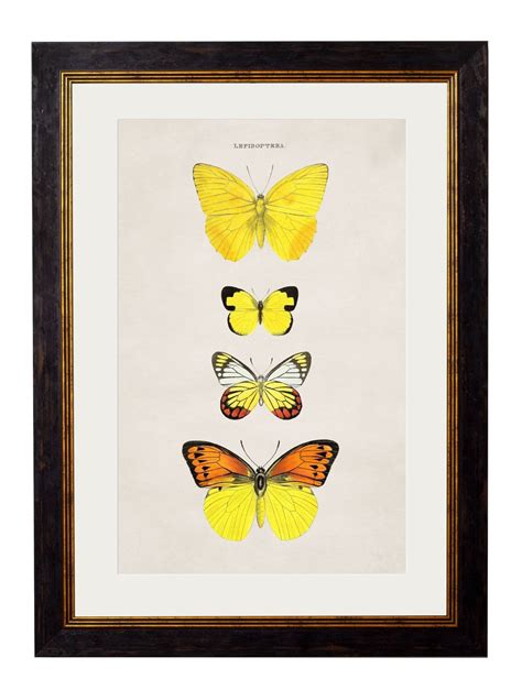 Butterflies Circa 1835 Prints Referenced From The Work Of An 1800s N