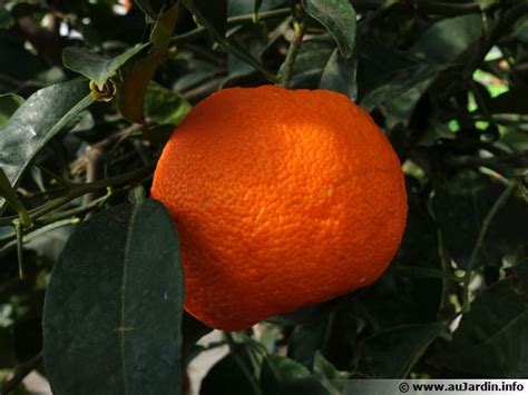 Oranger Orange Douce Planter Cultiver Récolter