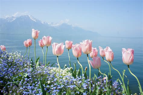 Spring Flowers Wallpaper Nature Spring Flowers Mountains