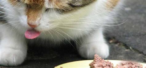 Watch your cat roll the ball around releasing its food ready to eat up, helping to increase feline activity. Cat Feeding Tips For A Balanced, Healthy Diet - Part 2