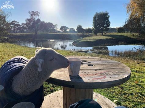 Pippin Millie And Roxie Lamb Care Australia