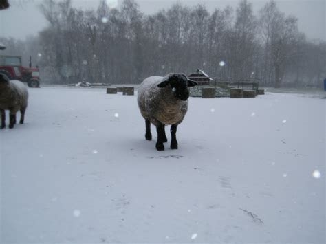 Mostly Pictures Snowy Sheep