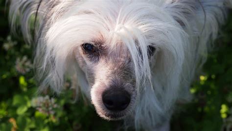 13 Amazing Facts You Didnt Know About Chinese Crested Dogs Our Dog