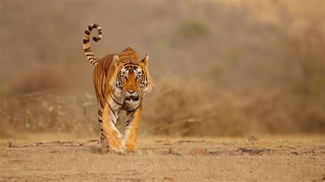 Ranthambore Safari Booking Bengal Tiger Flora And Fauna Free Photos