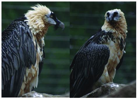 The Bearded Vulture Gypaetus Barbaticus Has A Genetically Anchored Download Scientific