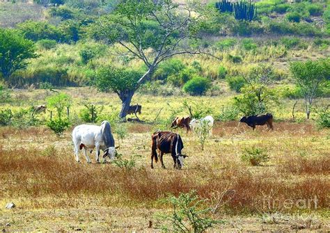 These cattle are different from normal cattle. Brahman cattle on latin country Photograph by Tony Singarajah