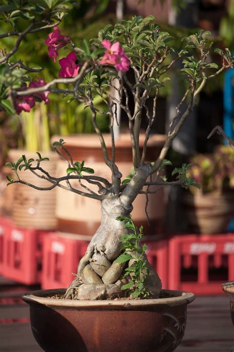 How To Grow Desert Rose Easiest Ways With Proven Tips