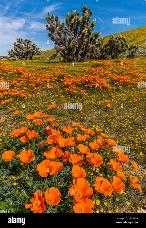 Yellow California Goldfields Lasthenia Californica Orange California