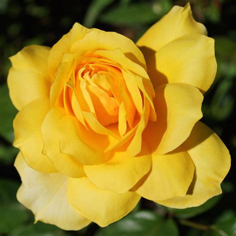 Shop Online For Yellow Rose Plants From Irelands Online Garden Shop
