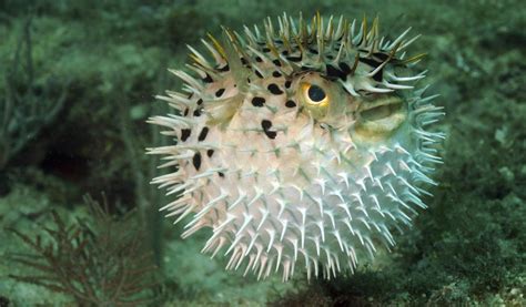 Purely Staggering Facts About Puffer Fish
