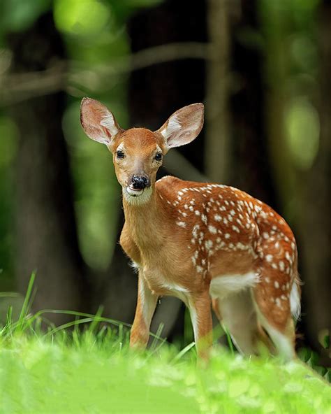 Whitetail Fawn Photograph By Gary Langley Fine Art America