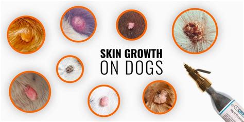 Skin Growths On Dogs Types Causes Diagnosis And Treatments Skin
