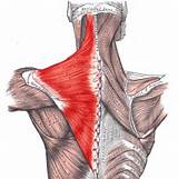Pictures of Trapezius Muscle Exercise Pain
