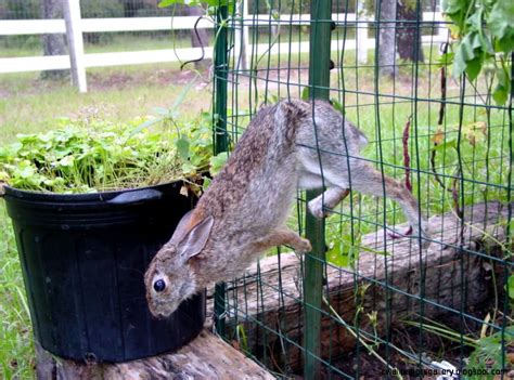 How To Keep Rabbits Out Of Garden Fence How To Keep Rabbits Out Of