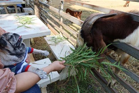 Asian Woman Traveling To A Zoo Feeding Goats In A Farm In Nakhon Sawan