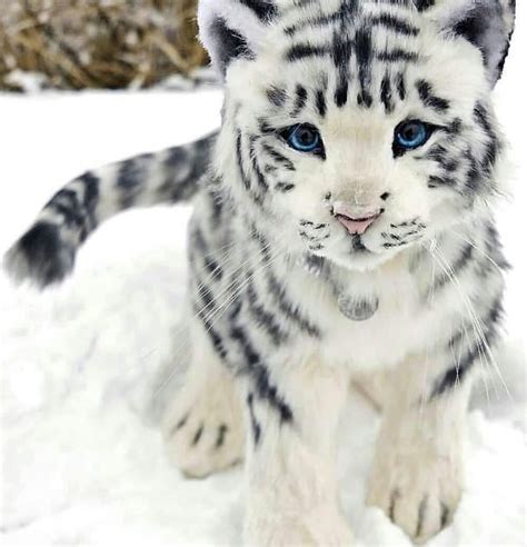 Lindo Filhote De Tigre Branco 🐯 Siga Mundogalatico White Tiger Cubs