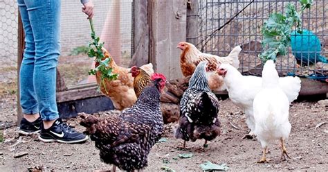 Precautions Urged For Avian Flu