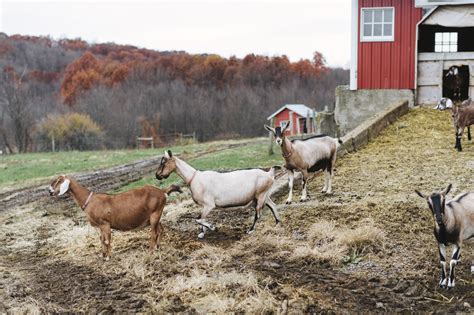 Sheep And Goats Agriculture And Markets