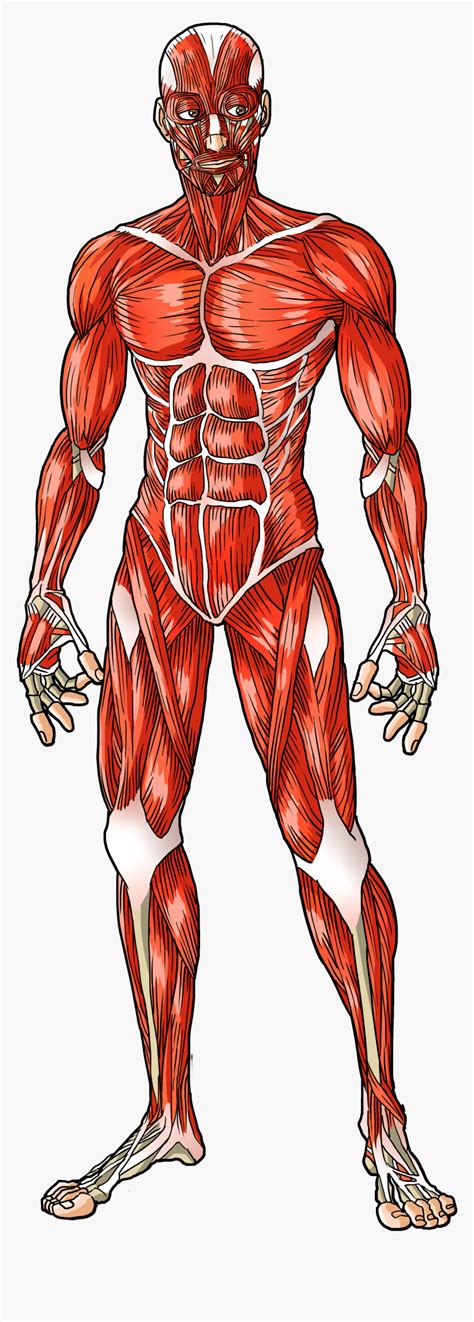 Muscles Human Anatomy