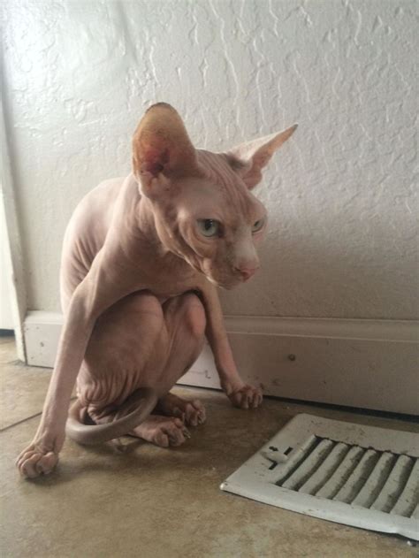 30 Times Sphynx Cats Proved Theyre Not The Best Photo Models
