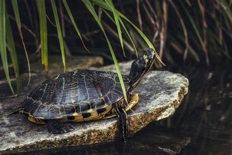 Yellow Bellied Slider Care Guide Varieties Pictures Lifespan And More