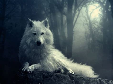 Wolf In Winter Background And For Your Mobile And Tablet Explore