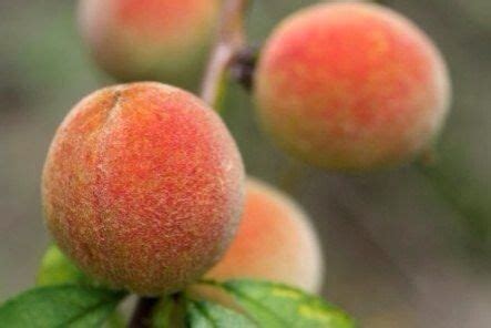 Health Benefits Of Peaches Health Fitness Trusper Tip Unhealthy