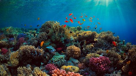Underwater Coral Reef Wallpaper 61 Images