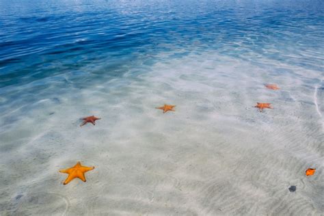 Starfish Beach Photo By Charles Aydlett Photography Bocas Del Toro