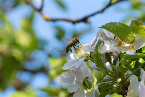 Honey Bee Pollination Process Stock Photo Image Of Nectar Plant